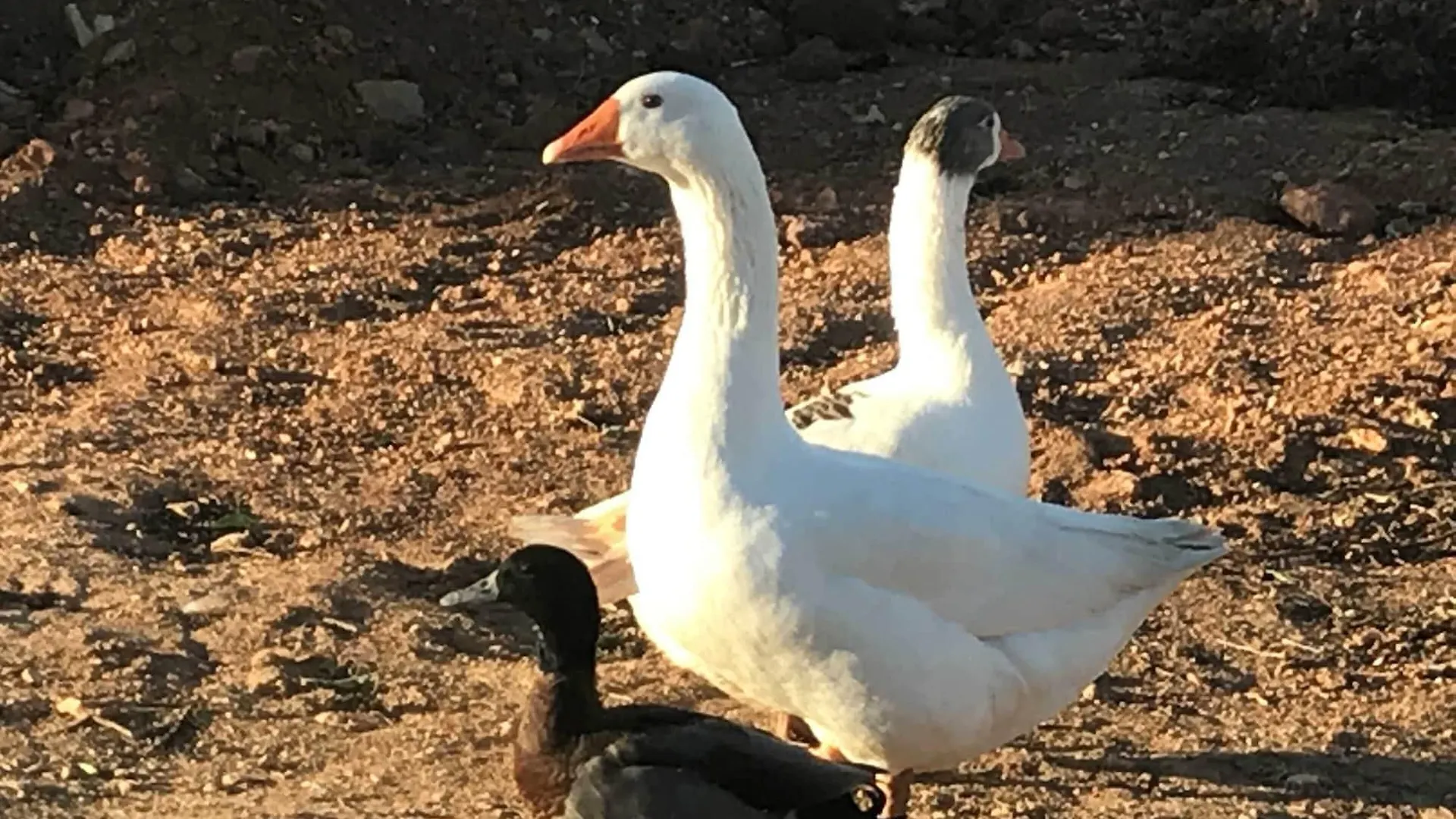 Agroturisme Son Barceló Mas Campos  Agroturismo