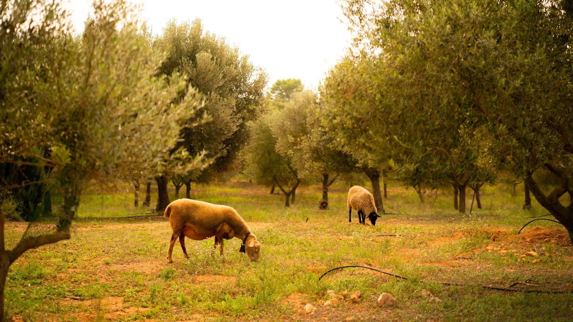 Agroturisme Son Barceló Mas Campos  0*, Campos (Mallorca) España
