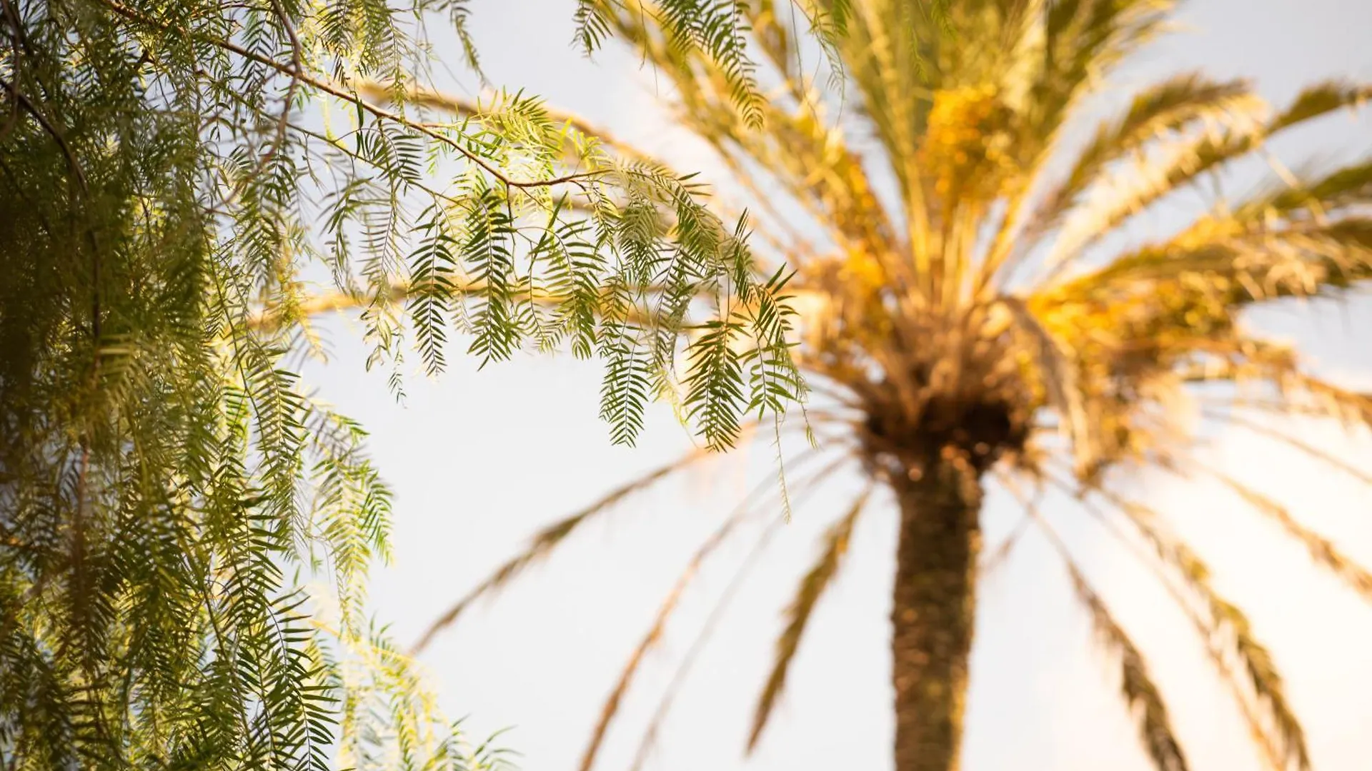 Agroturisme Son Barceló Mas Campos  Agroturismo Campos (Mallorca)